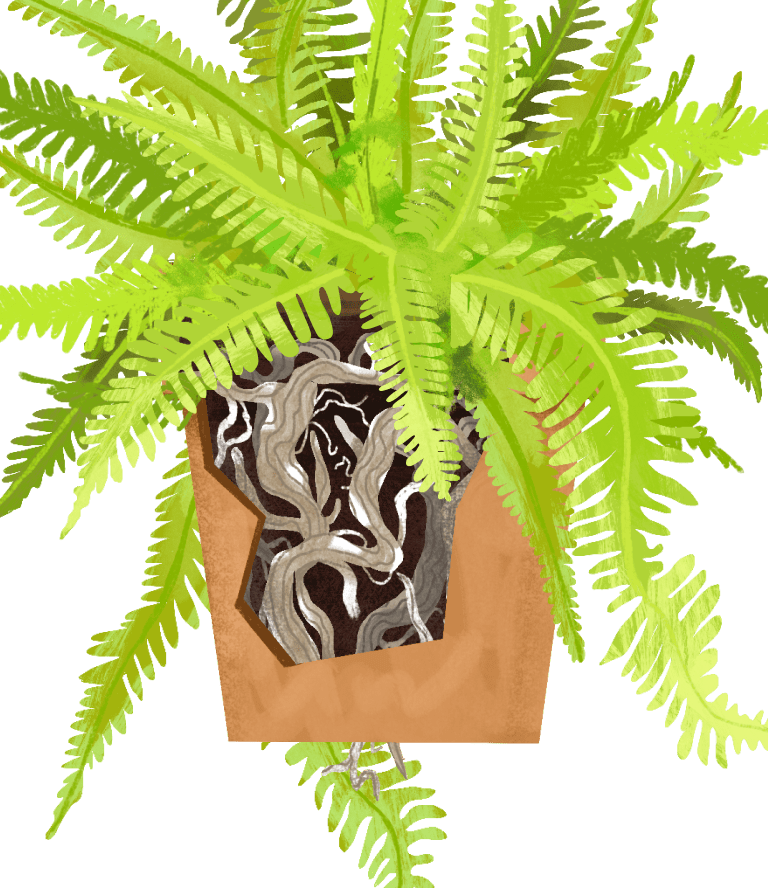 Boston Fern Plant Care Guide